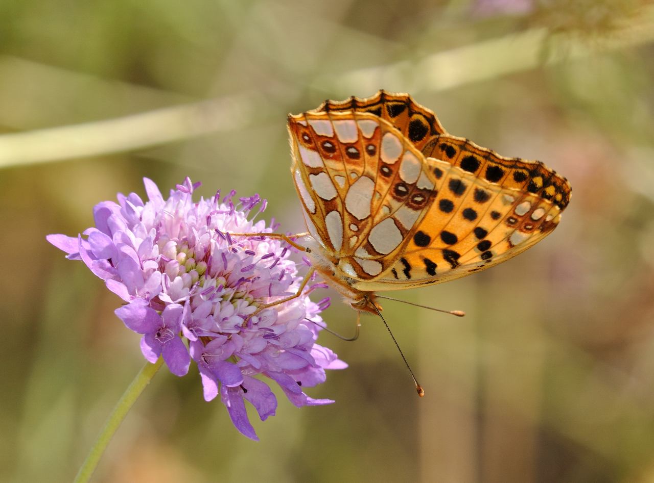 ID Farfalla N.1 - Issoria lathonia